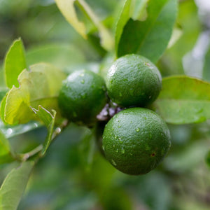 Die Bergamotte Frucht am Baum wird für die Herstellung von Likör verwendet